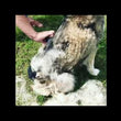 Load and play video in Gallery viewer, NEW** Groomi Deshedding Brush 2.0