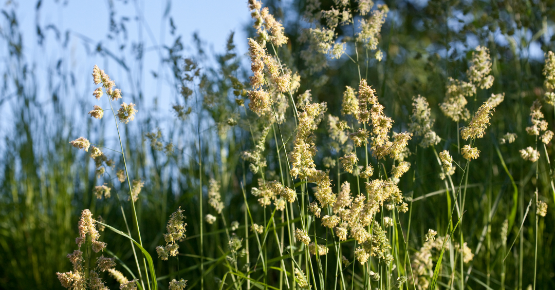 Pollen, Paws & Prickles: Why Summer Brushing is About Health, Not Just Hair.
