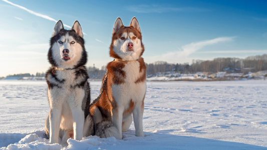 Winter Grooming Tips for Shedding Breeds (and How to Care for Your Dog in the Cold)