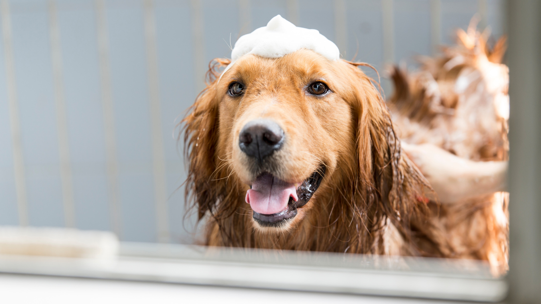 Dog Shampoo vs. No-Rinse Dog Shampoo: What’s Best for Your Pup?
