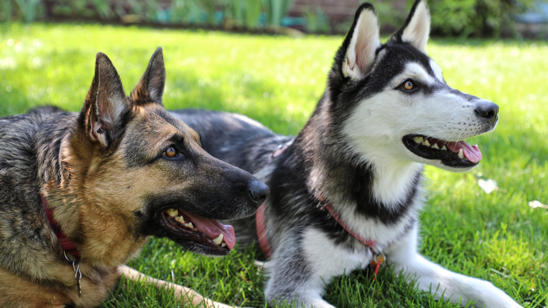 The Ultimate Guide to Grooming Dogs That Shed (By Breed)