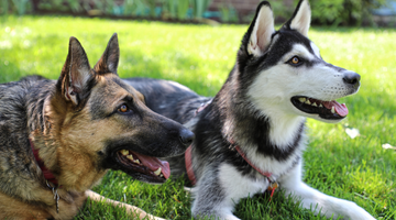The Ultimate Guide to Grooming Dogs That Shed (By Breed)
