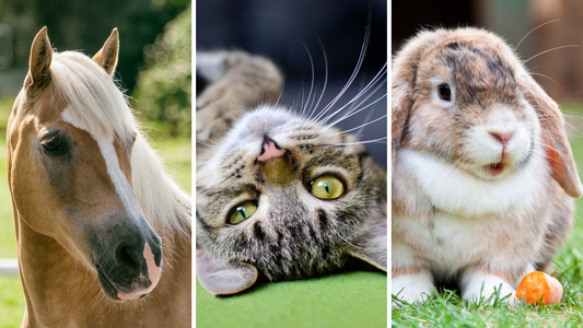 Beyond Dogs – How to Groom Shedding Horses, Cats & Rabbits