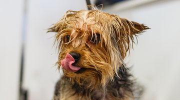 The Hidden Dangers of Not Grooming Your Pet’s Coat