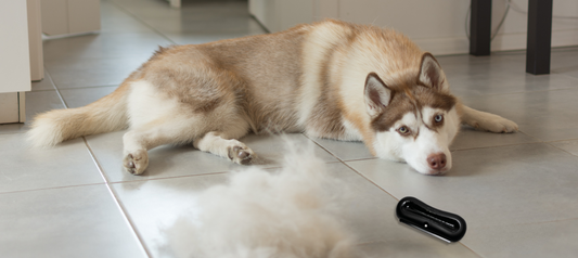 How Do Deshedding Brushes Work? (And Why the Groomi Is a Game-Changer)