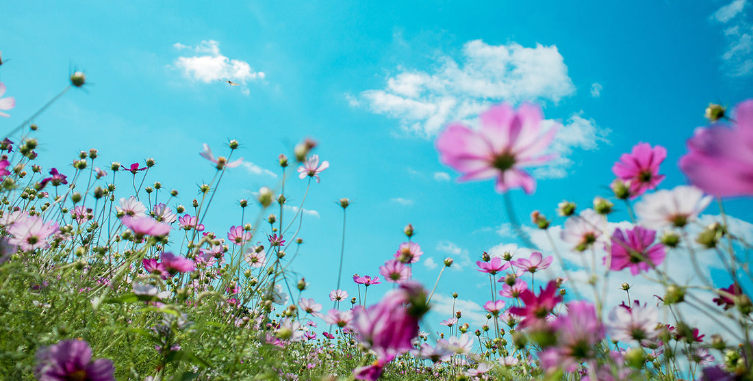 Winter to Spring Shedding Tips!