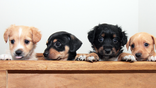 The Ultimate Puppy Grooming Starter Guide