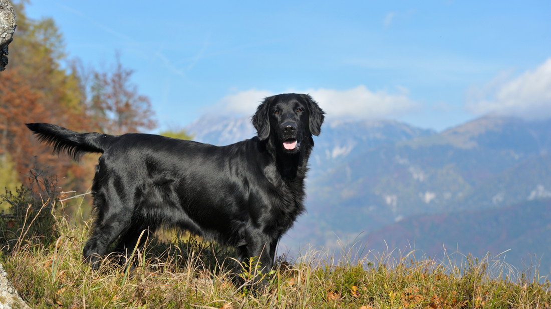 What Your Dog’s Coat Says About Their Health