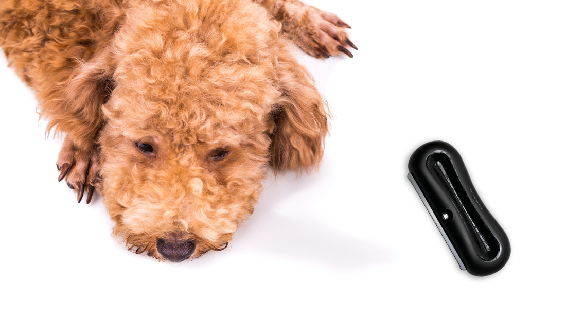 Why Your Dog Hates Being Brushed (And How to Fix It)