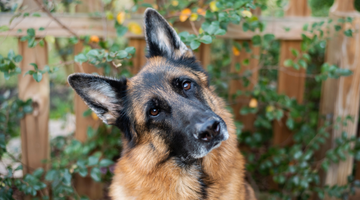 How to Remove a Dog’s Undercoat Without the Drama