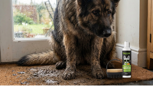 Paws vs. Puddles: The Ultimate Guide to Managing Spring Mud