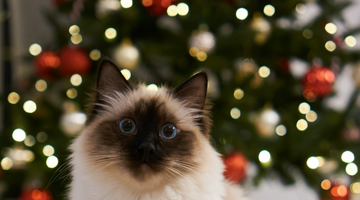 How to cat proof your tree